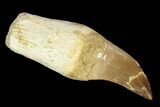 Fossil Rooted Mosasaur (Prognathodon) Tooth - Composite Root #116913-1
